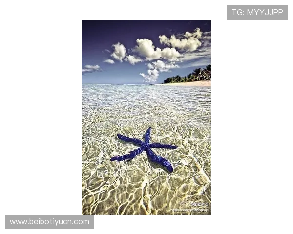 海星在国际海洋保护行动中发挥关键作用促进海洋生态可持续发展 海星在国际海洋保护行动中发挥关键作用促进海洋生态可持续发展